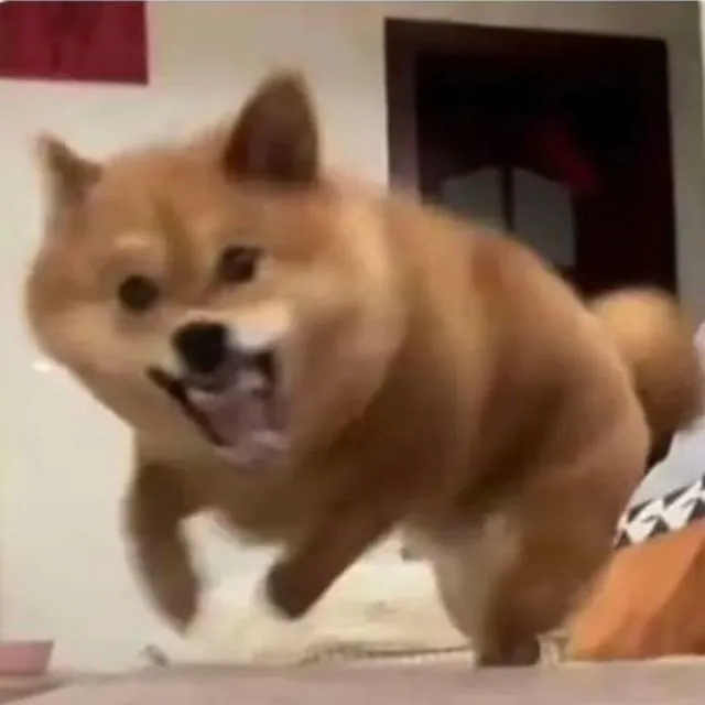 兜兜